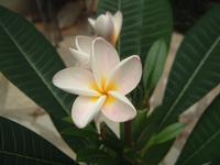 2004-01-23 Kotrlas-plumeria.JPG
